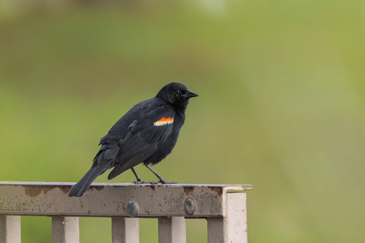 Red-winged Blackbird - ML636914061