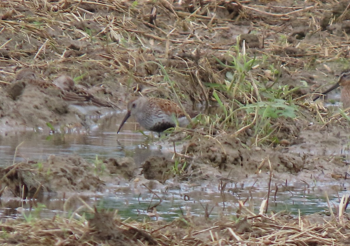 Dunlin - ML636914078