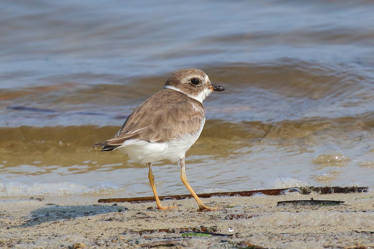 eBird Checklist - 1 Jun 2025 - Bald Point SP - 5 species