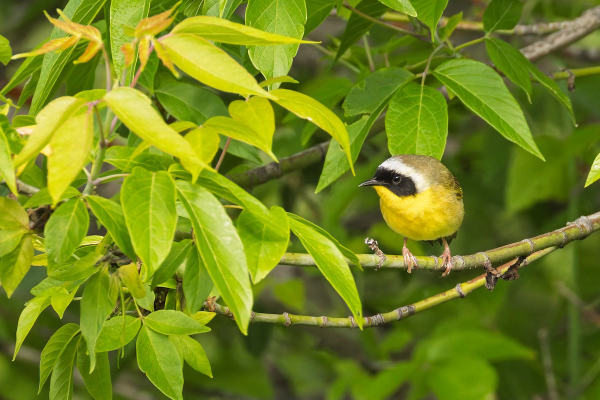 Common Yellowthroat - ML636914096