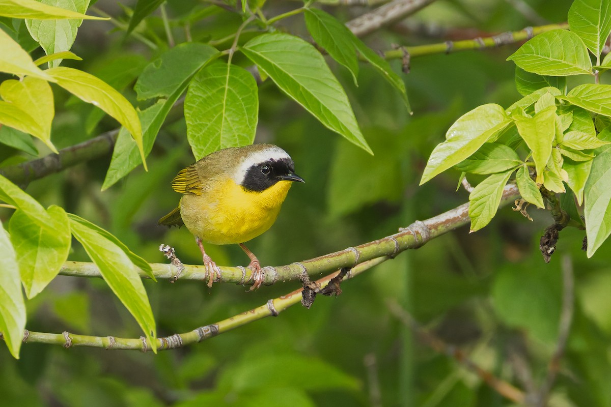 Common Yellowthroat - ML636914097