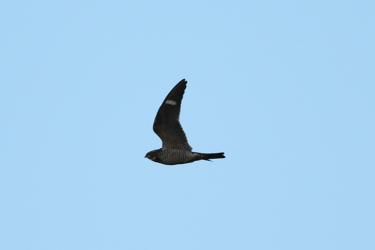 Common Nighthawk - ML636914134