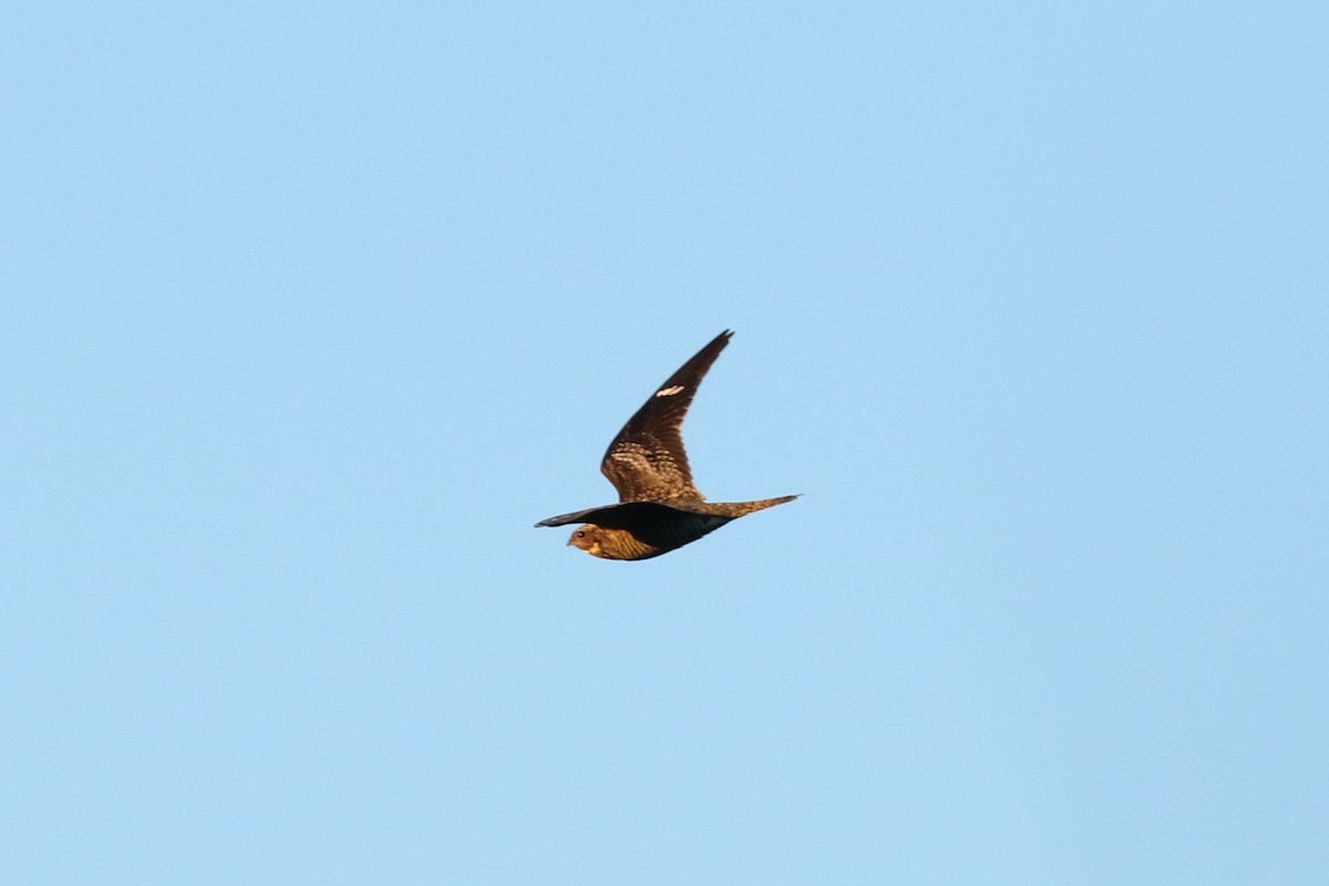 Common Nighthawk - ML636914135