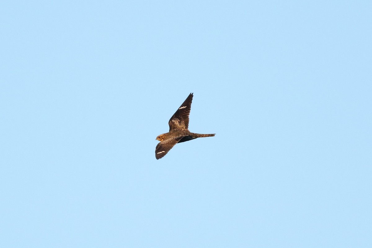 Common Nighthawk - ML636914136