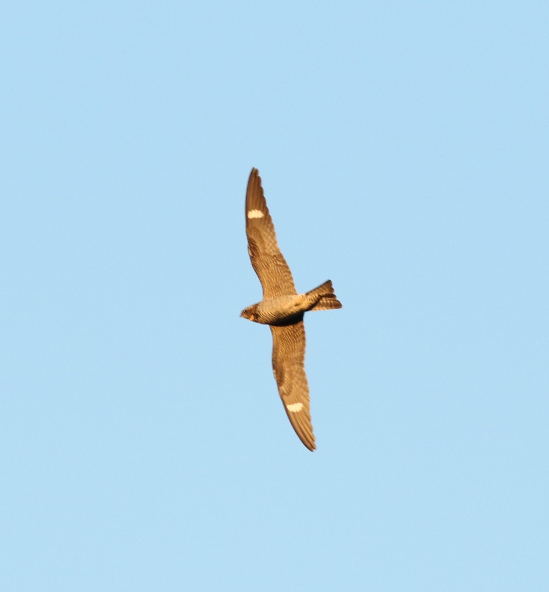 Common Nighthawk - ML636914137