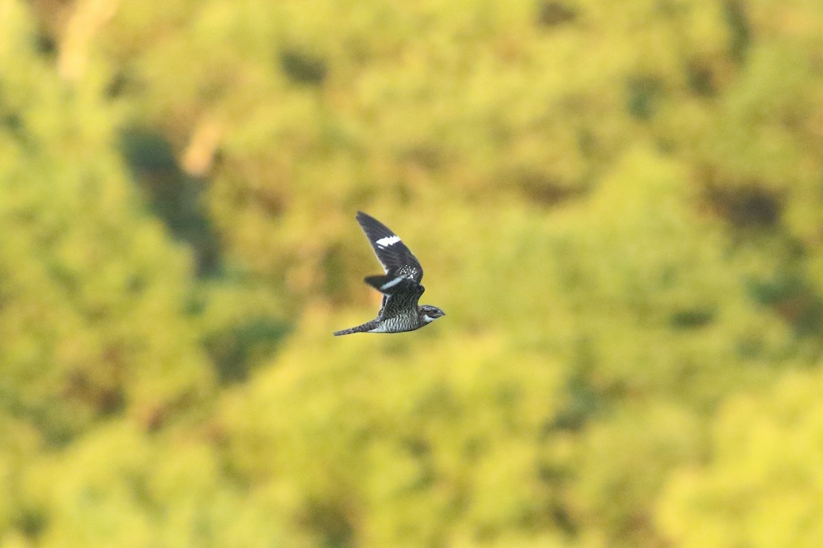 Common Nighthawk - ML636914138