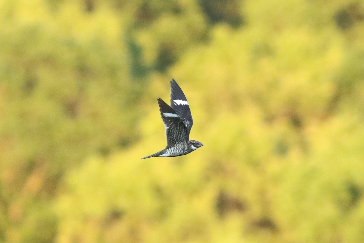 Common Nighthawk - ML636914139