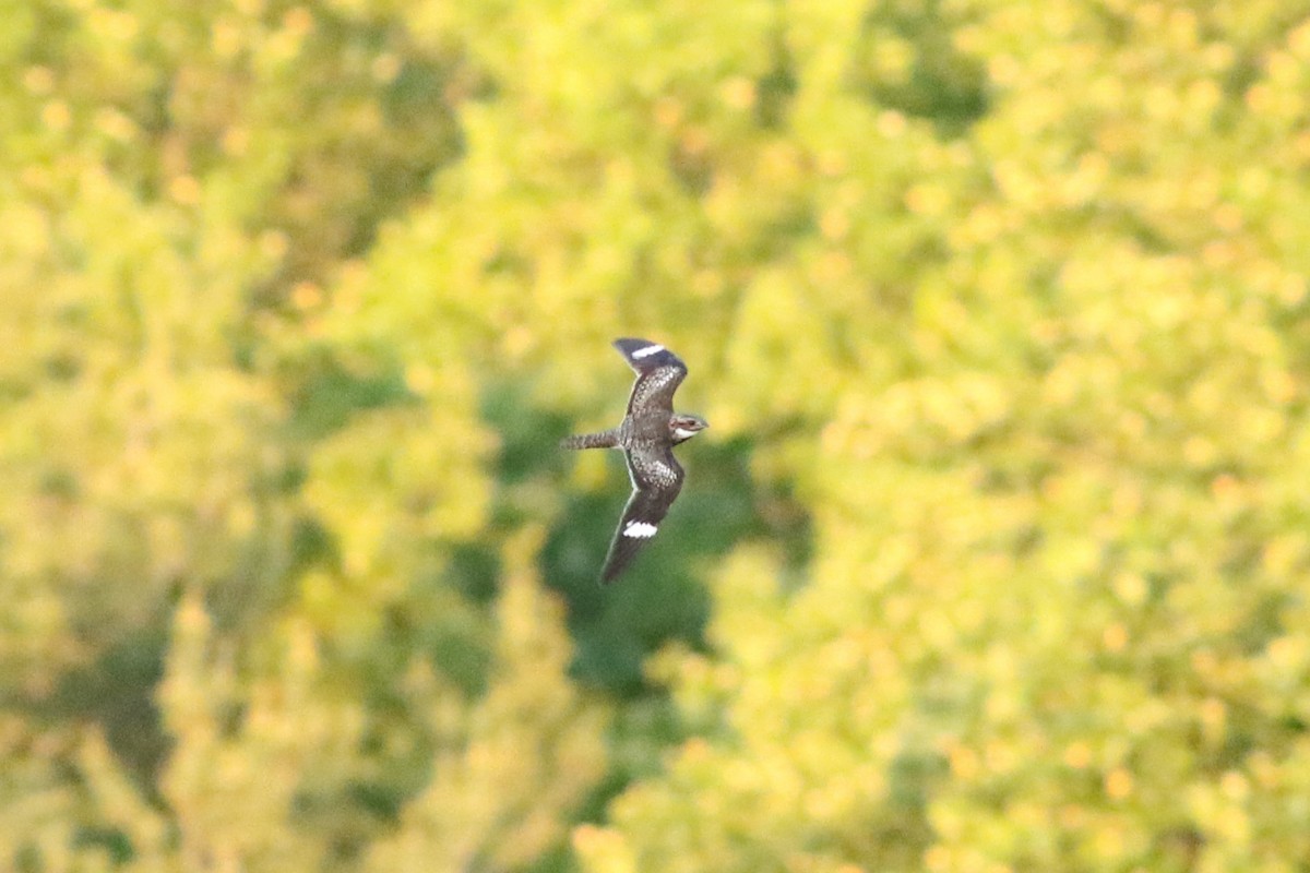 Common Nighthawk - ML636914140
