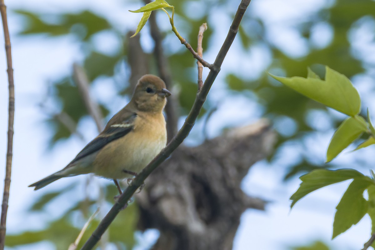 Lazuli Bunting - ML636914142