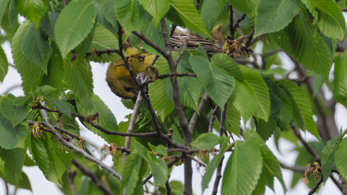 Orchard Oriole - ML636914162