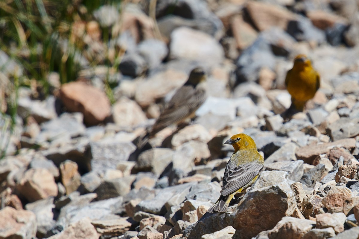 Greater Yellow-Finch - ML636914174