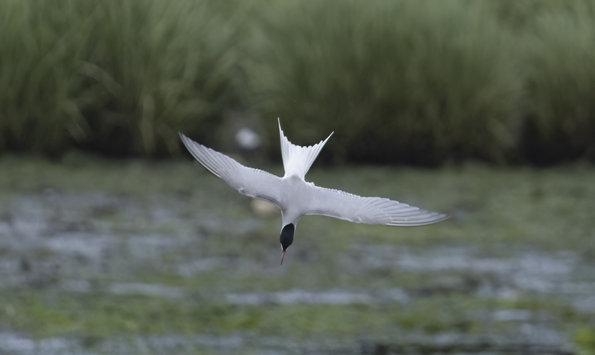 Common Tern - ML636914232