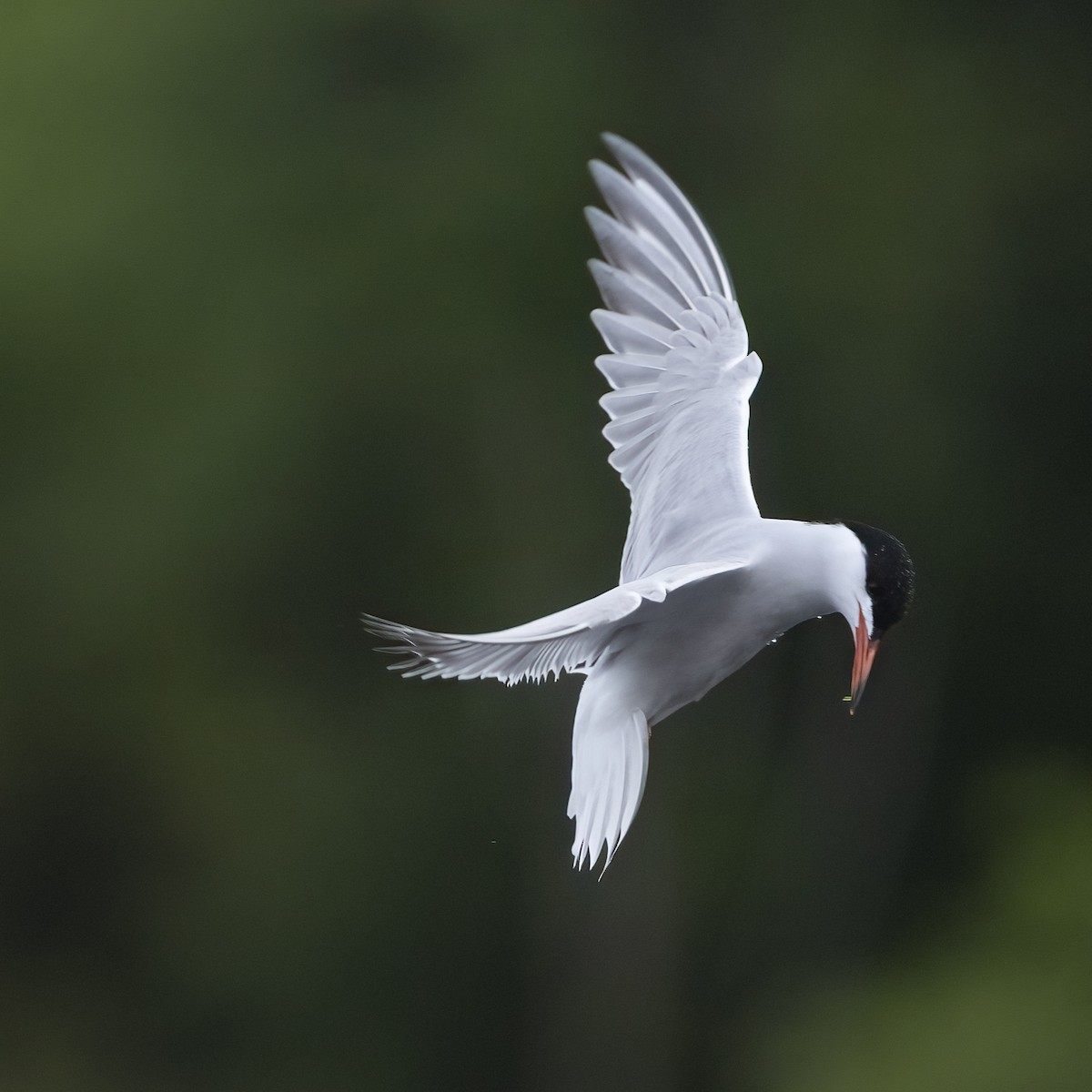 Common Tern - ML636914233