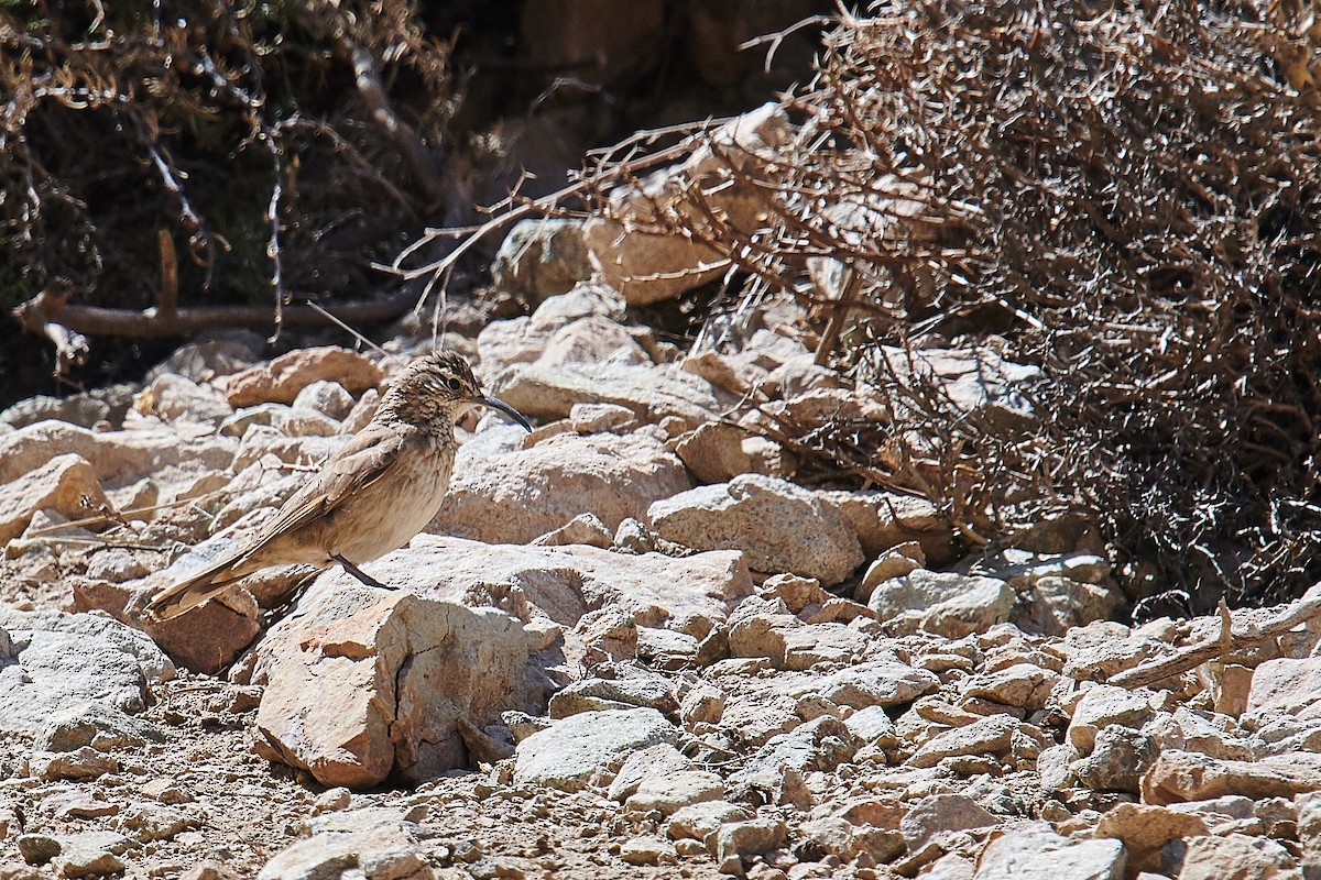 Scale-throated Earthcreeper - ML636914286