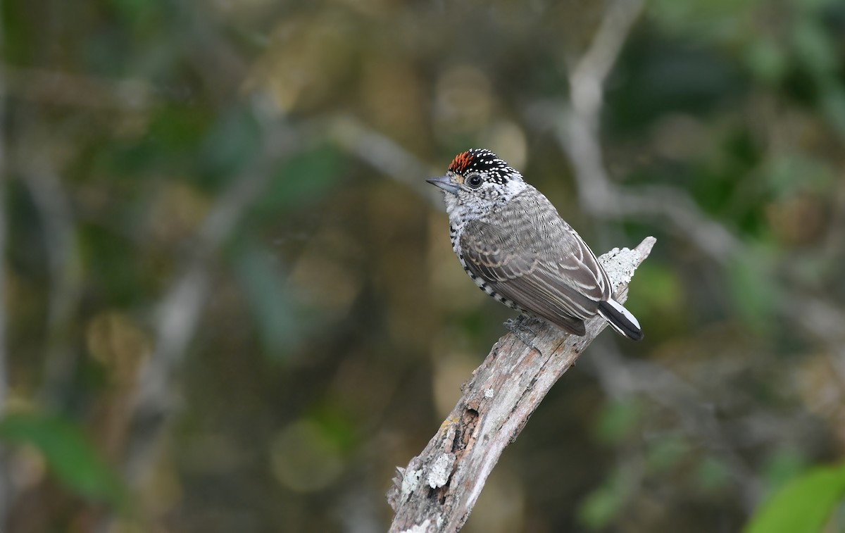 White-barred Piculet - ML636914301