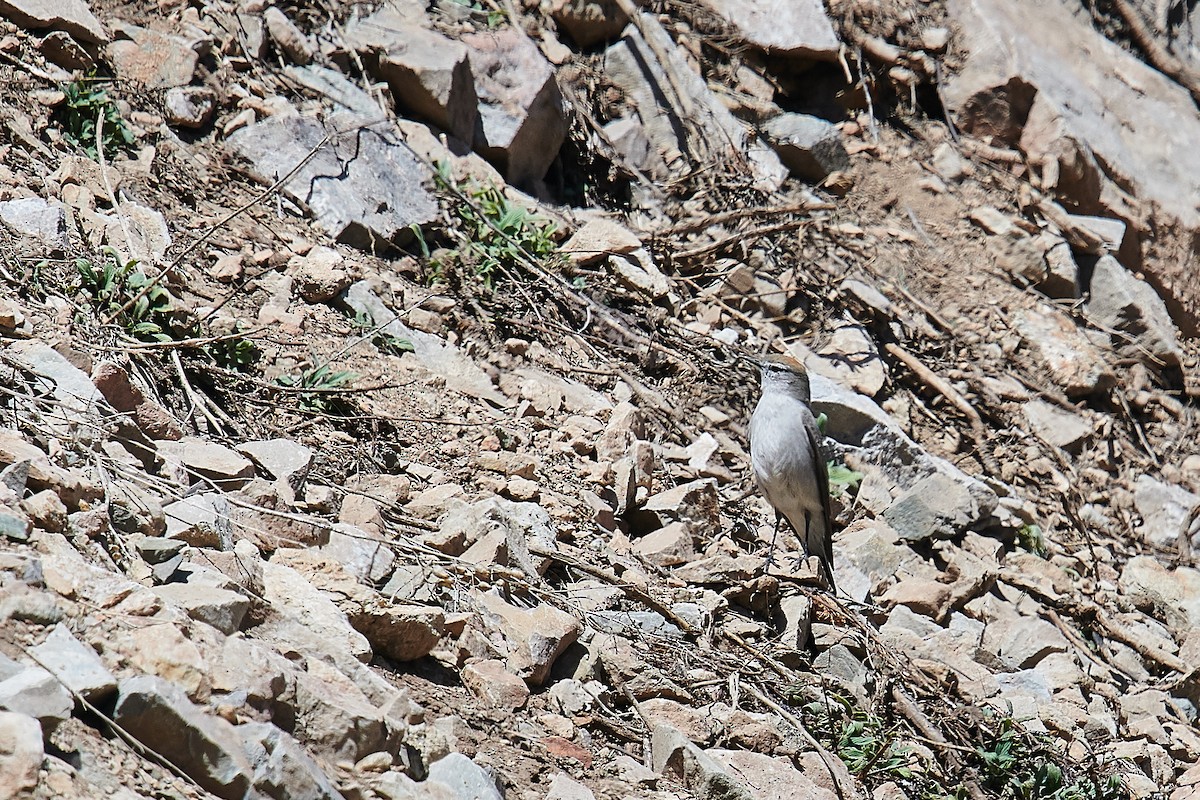 White-browed Ground-Tyrant - ML636914312