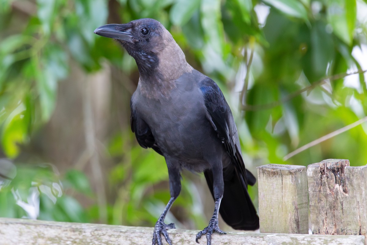 House Crow - ML636914330