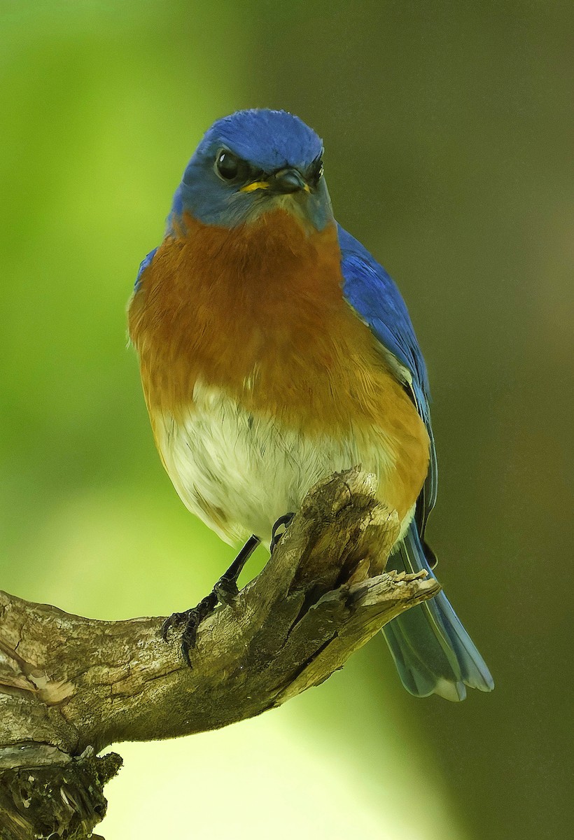 Eastern Bluebird - ML636914333