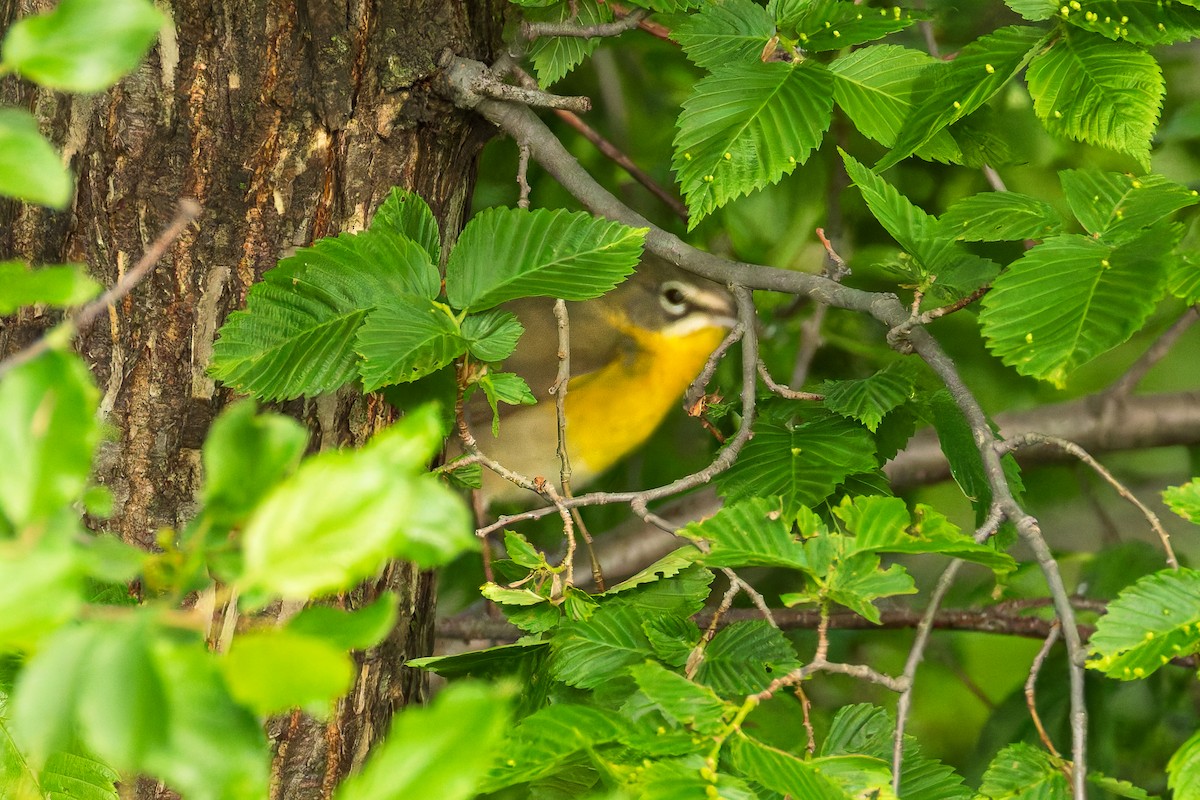 Yellow-breasted Chat - ML636914359