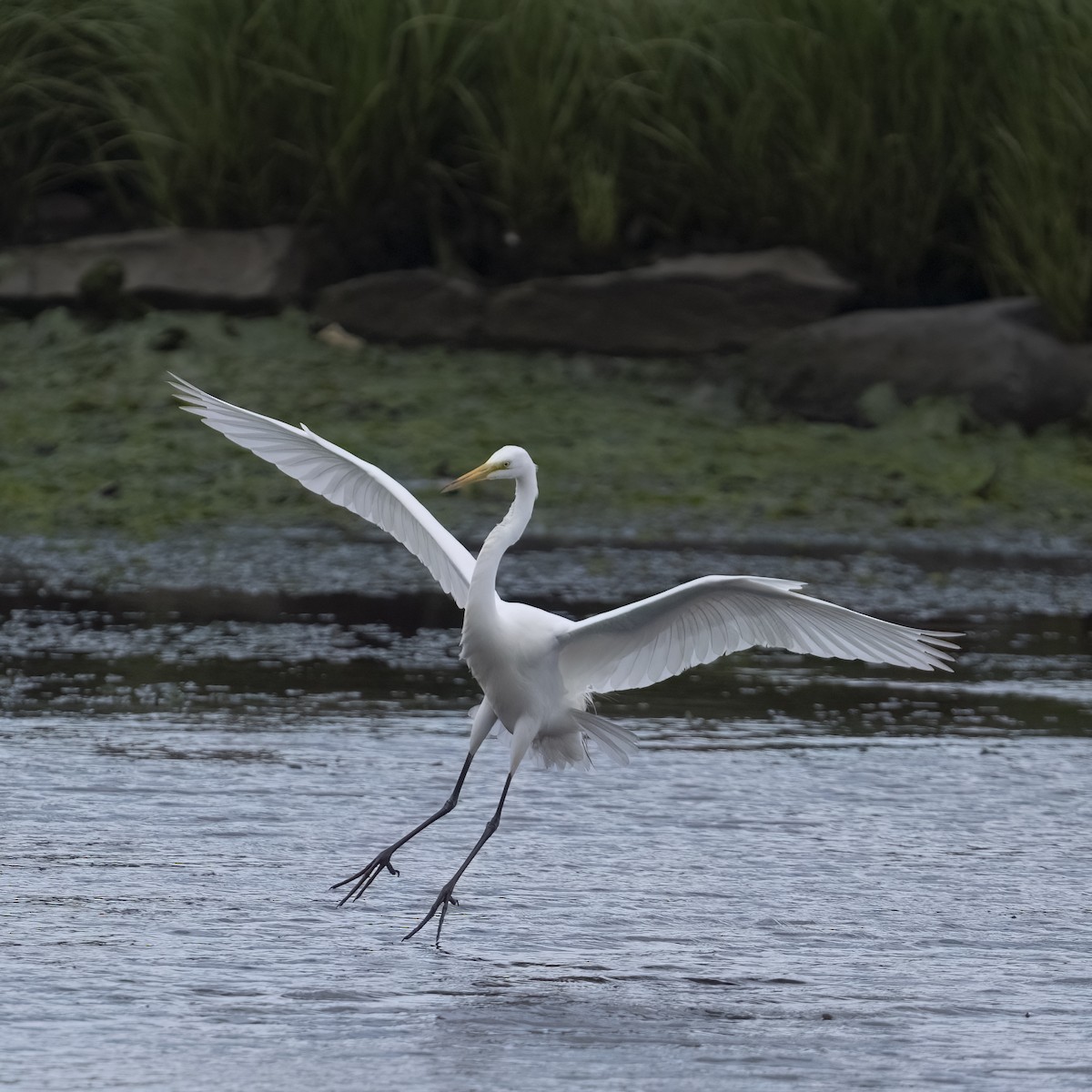 Great Egret - ML636914423