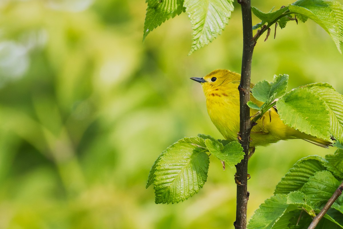 Yellow Warbler - ML636914426