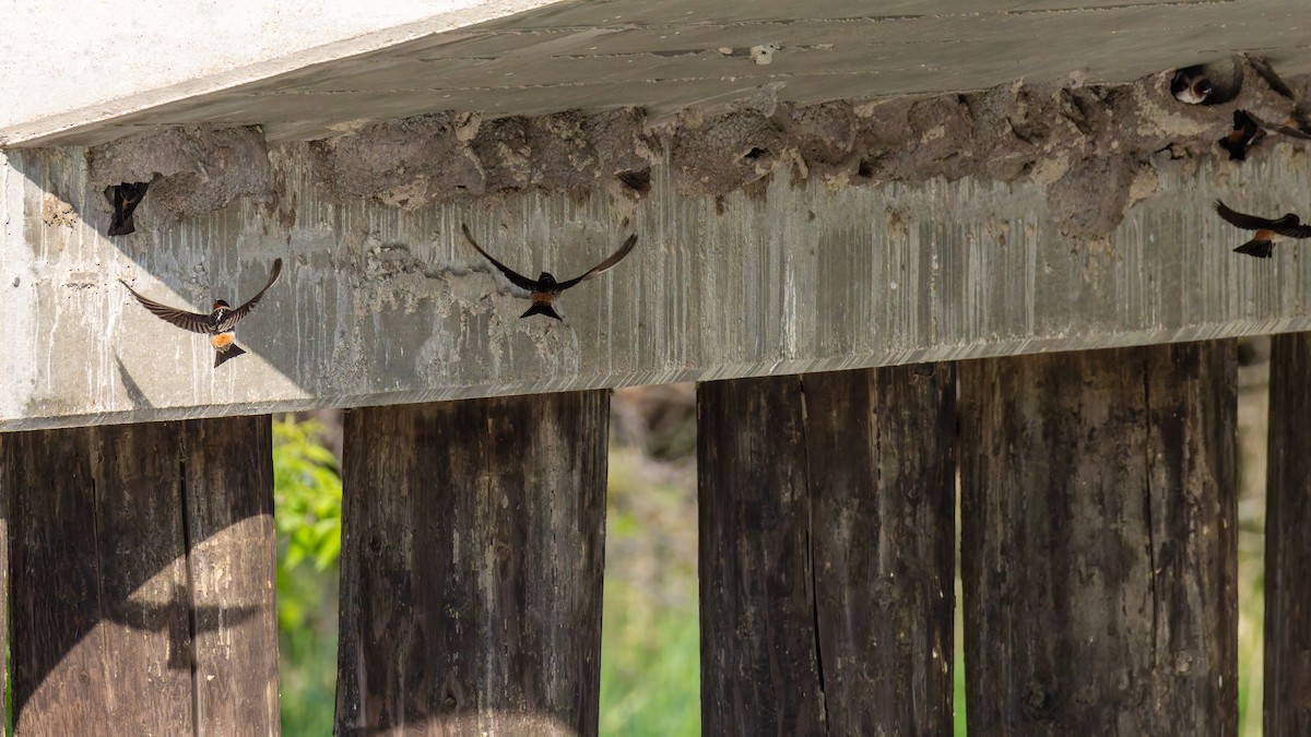 Cliff Swallow - ML636914461