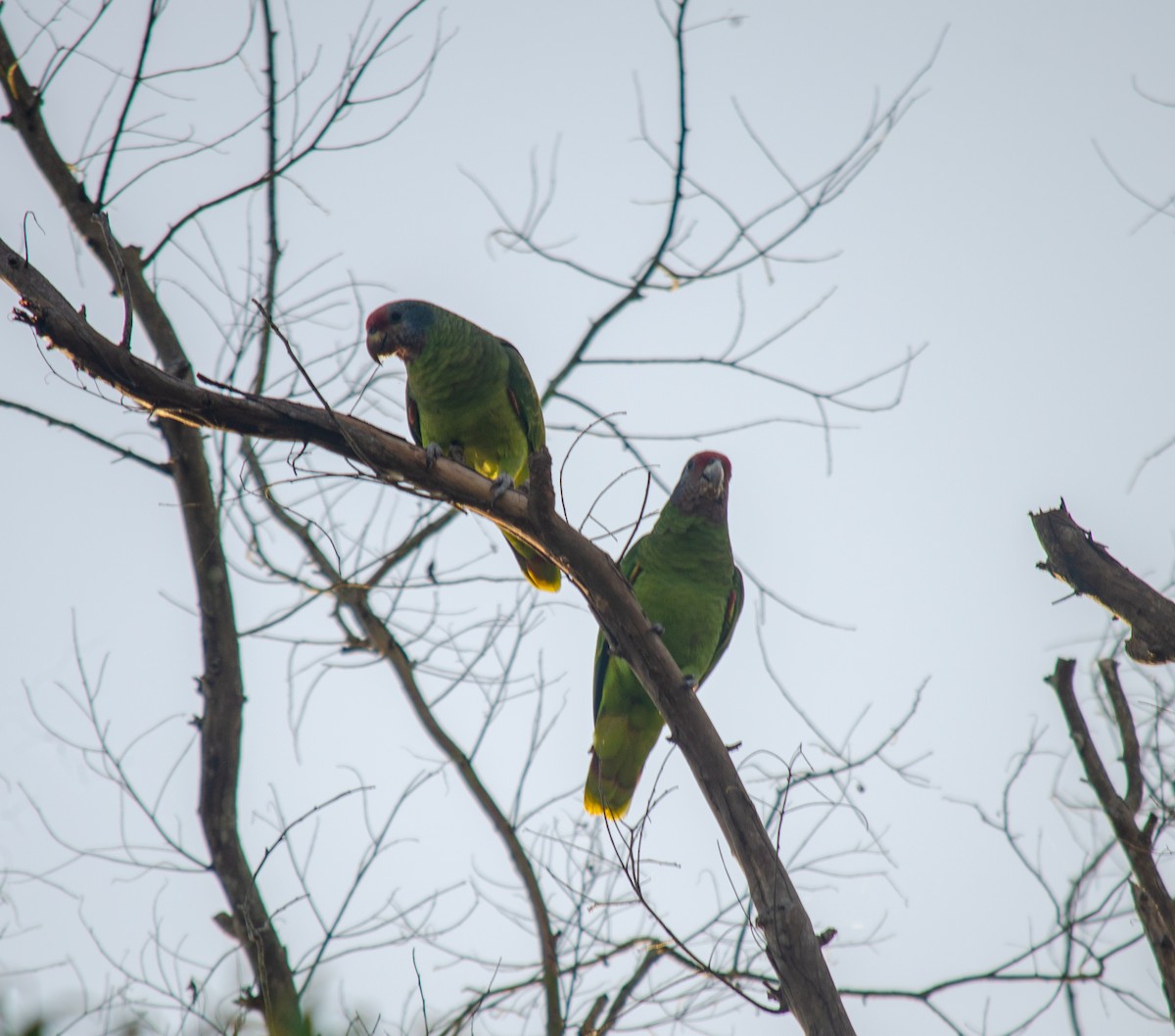 Red-tailed Amazon - ML636914477