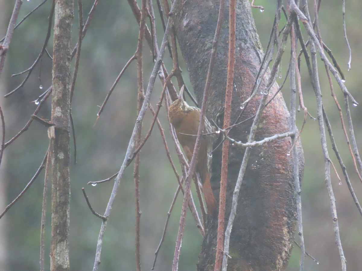 Scaled Woodcreeper - ML636914485