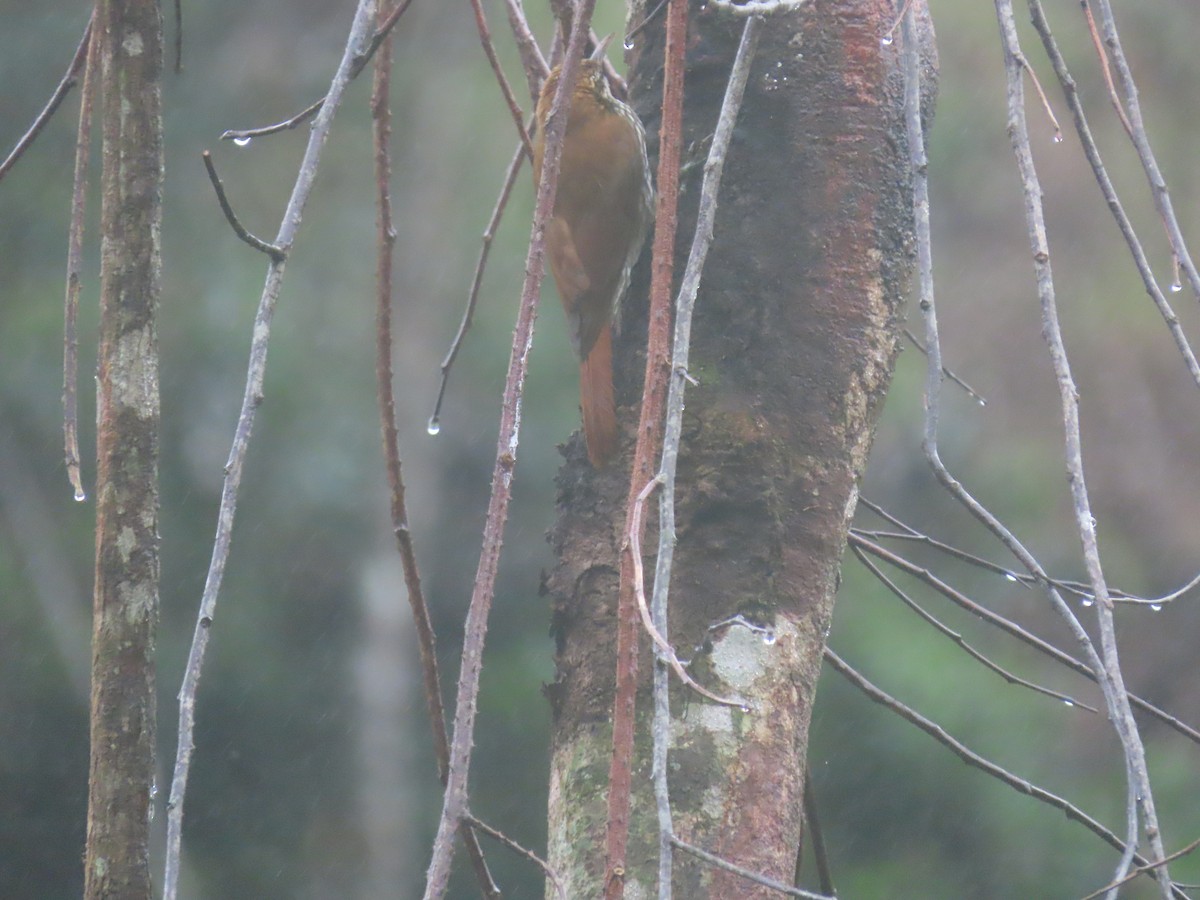 Scaled Woodcreeper - ML636914486