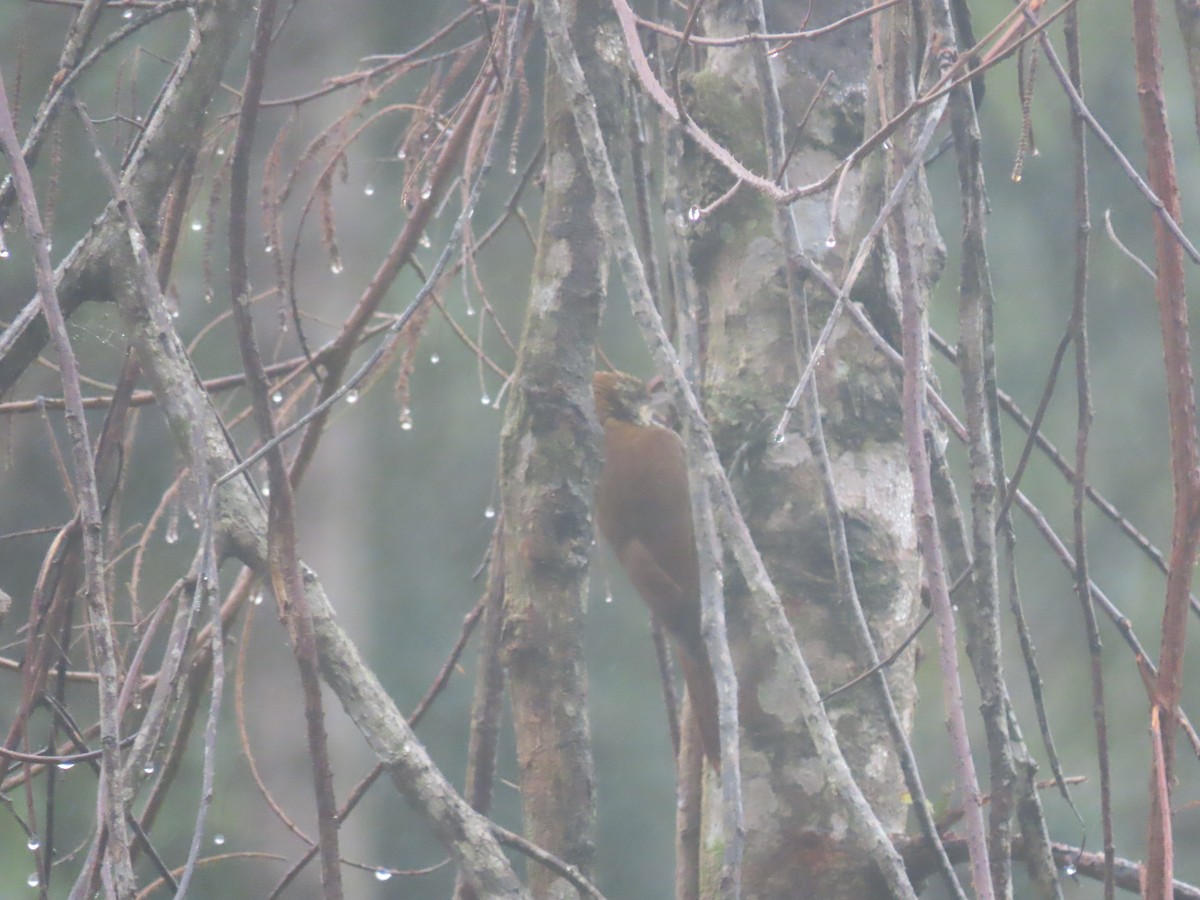 Scaled Woodcreeper - ML636914487