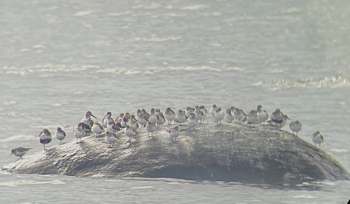 Semipalmated Sandpiper - ML636914504