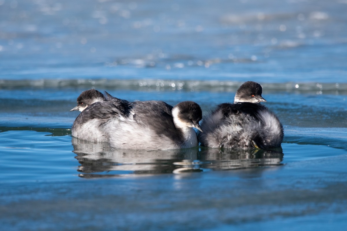 Silvery Grebe - ML636914515