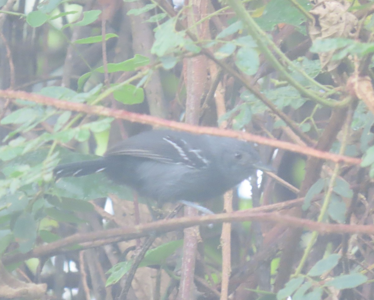 Rio de Janeiro Antbird - ML636914529