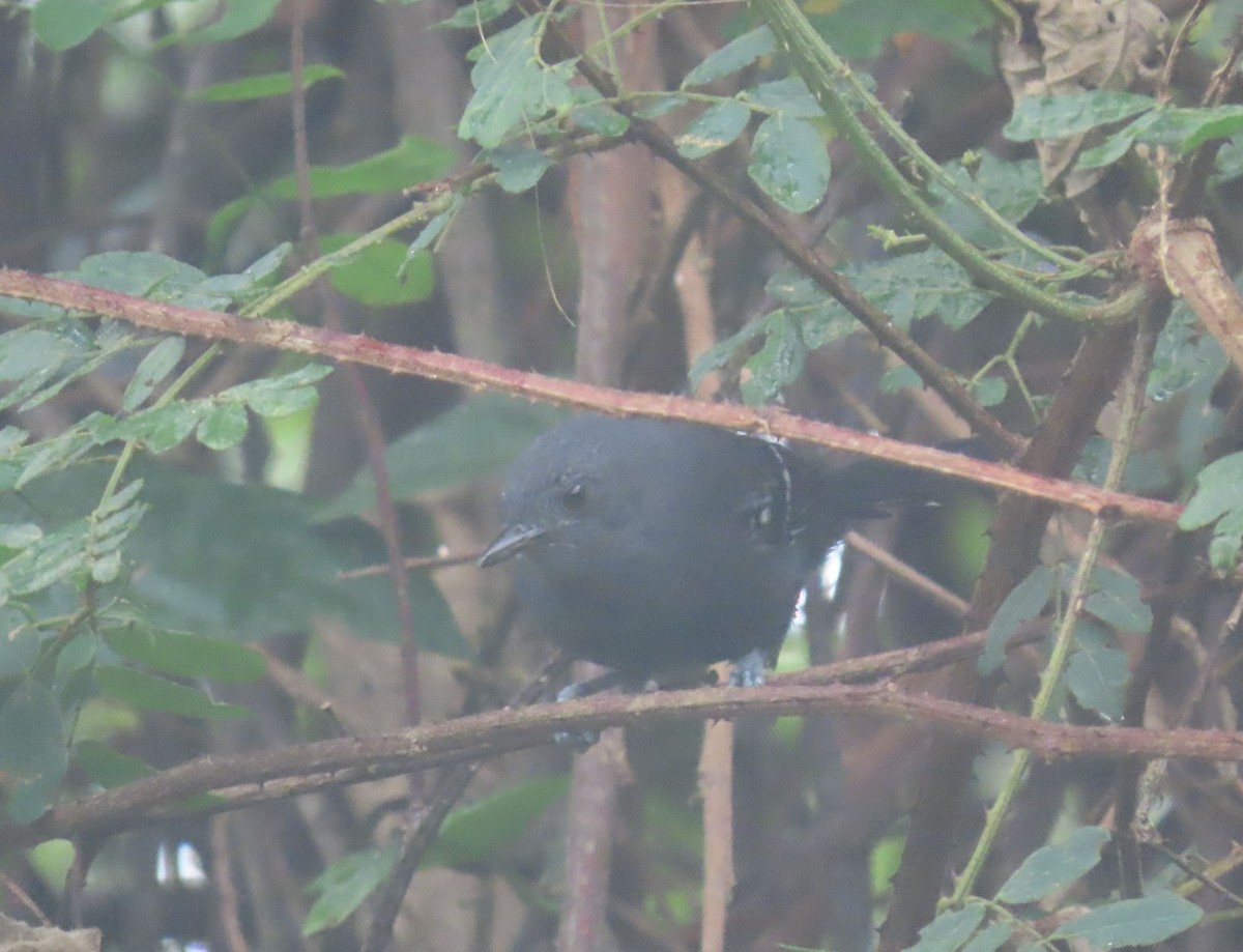 Rio de Janeiro Antbird - ML636914530