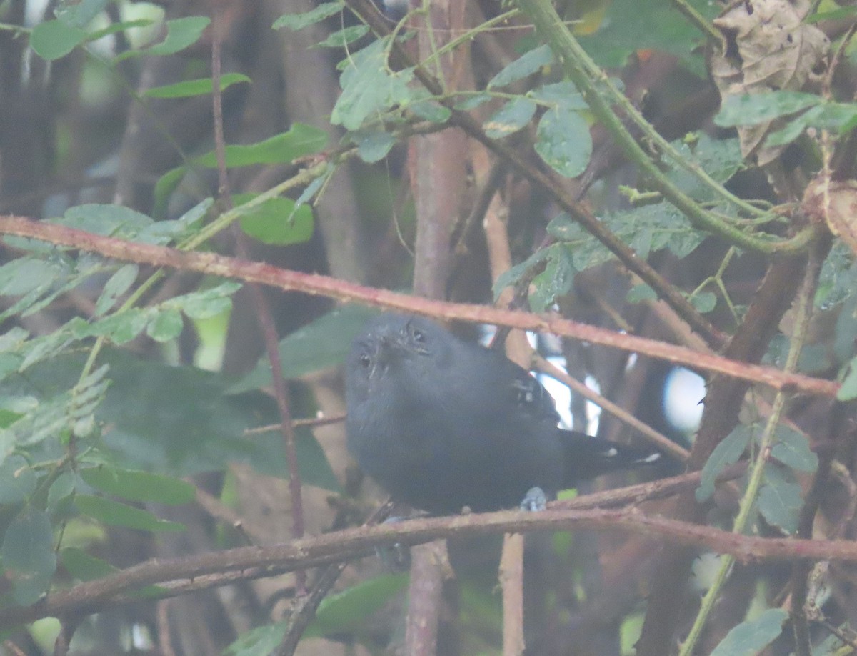 Rio de Janeiro Antbird - ML636914531