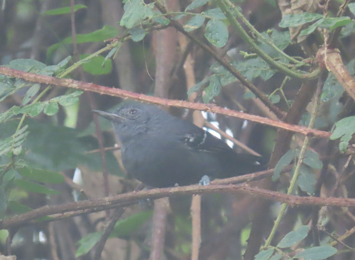 Rio de Janeiro Antbird - ML636914533