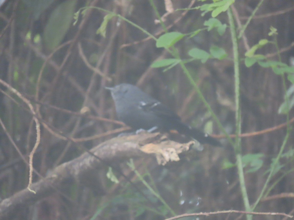 Rio de Janeiro Antbird - ML636914539
