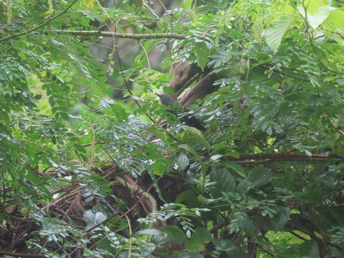 Rio de Janeiro Antbird - ML636914541