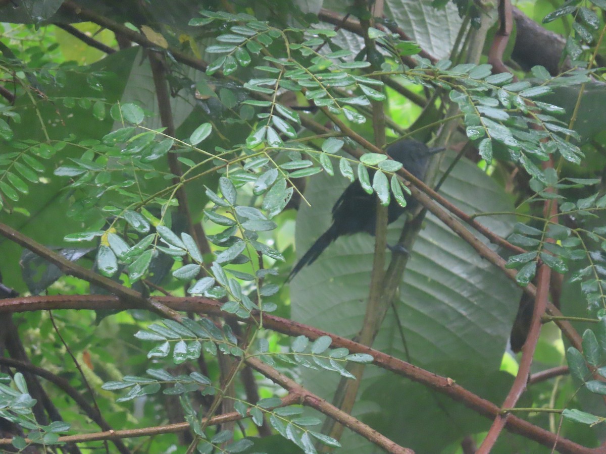Rio de Janeiro Antbird - ML636914542