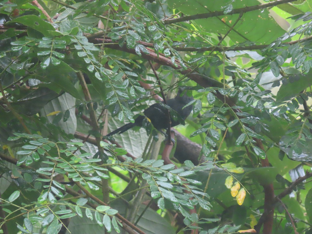 Rio de Janeiro Antbird - ML636914543