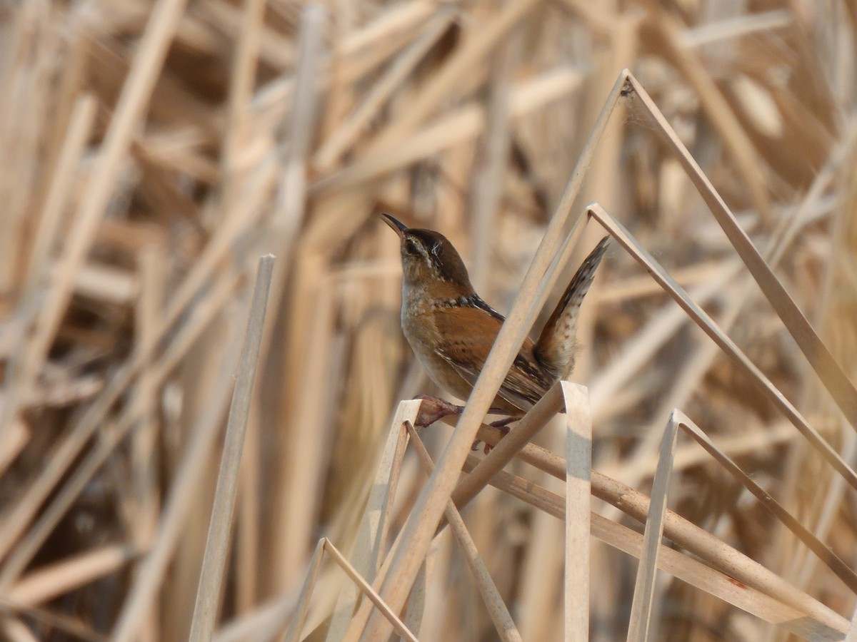 Marsh Wren - ML636914563