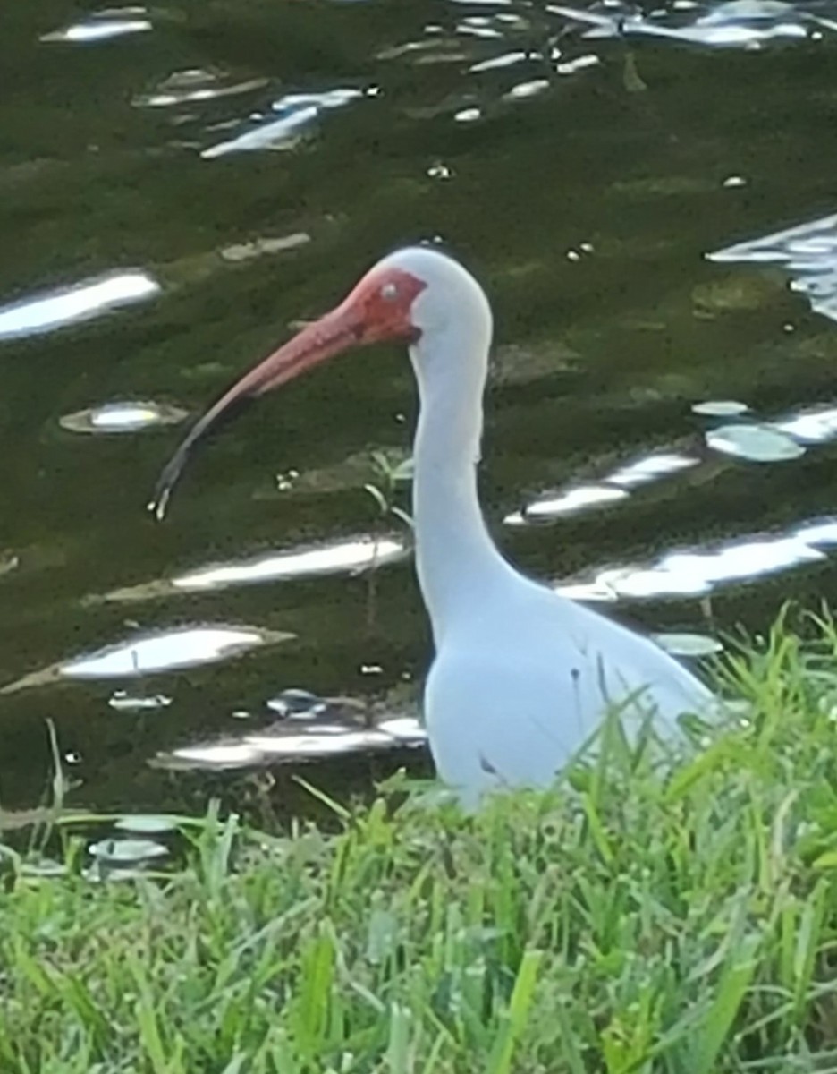 White Ibis - ML636914734