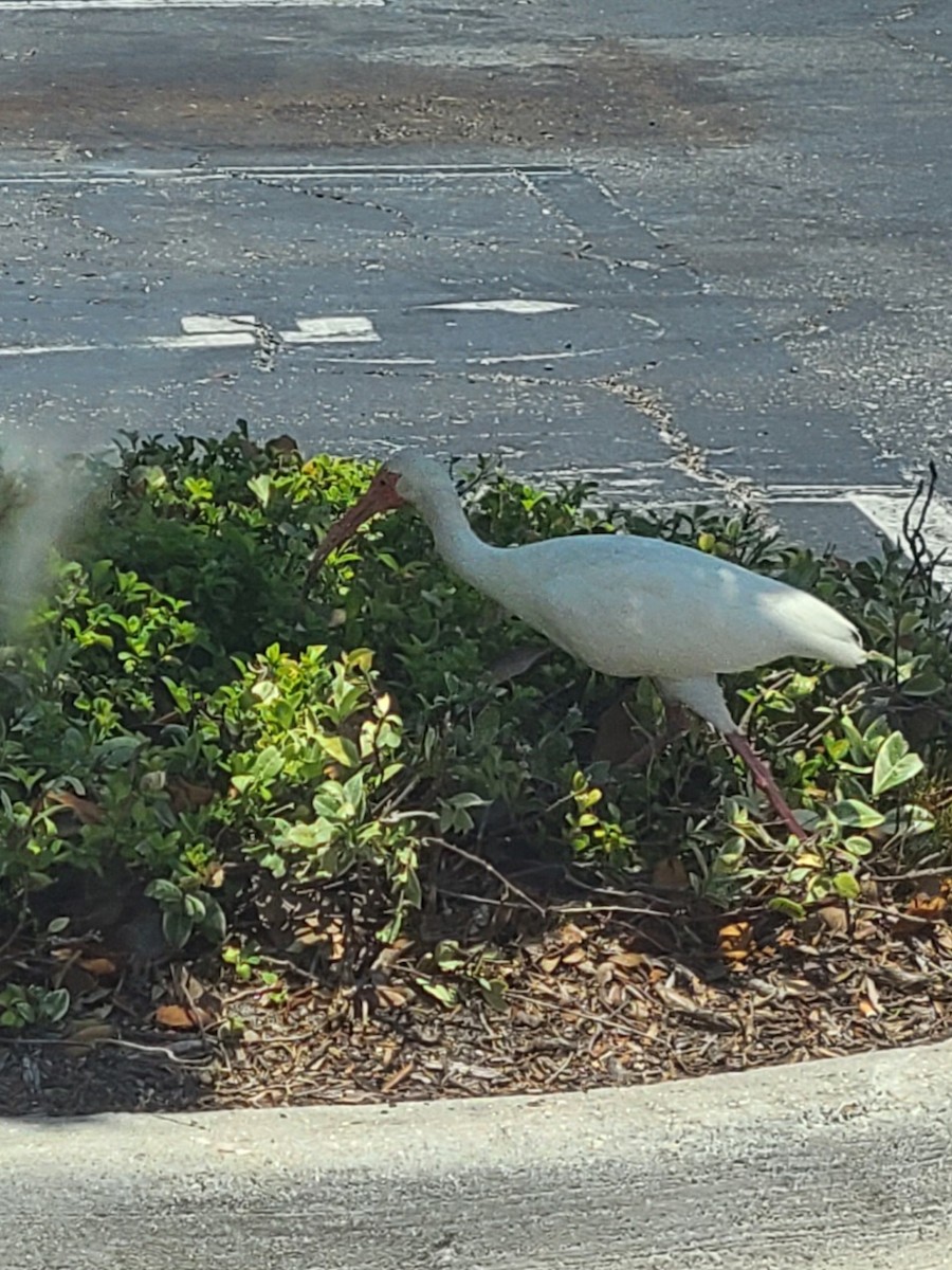 White Ibis - ML636914746