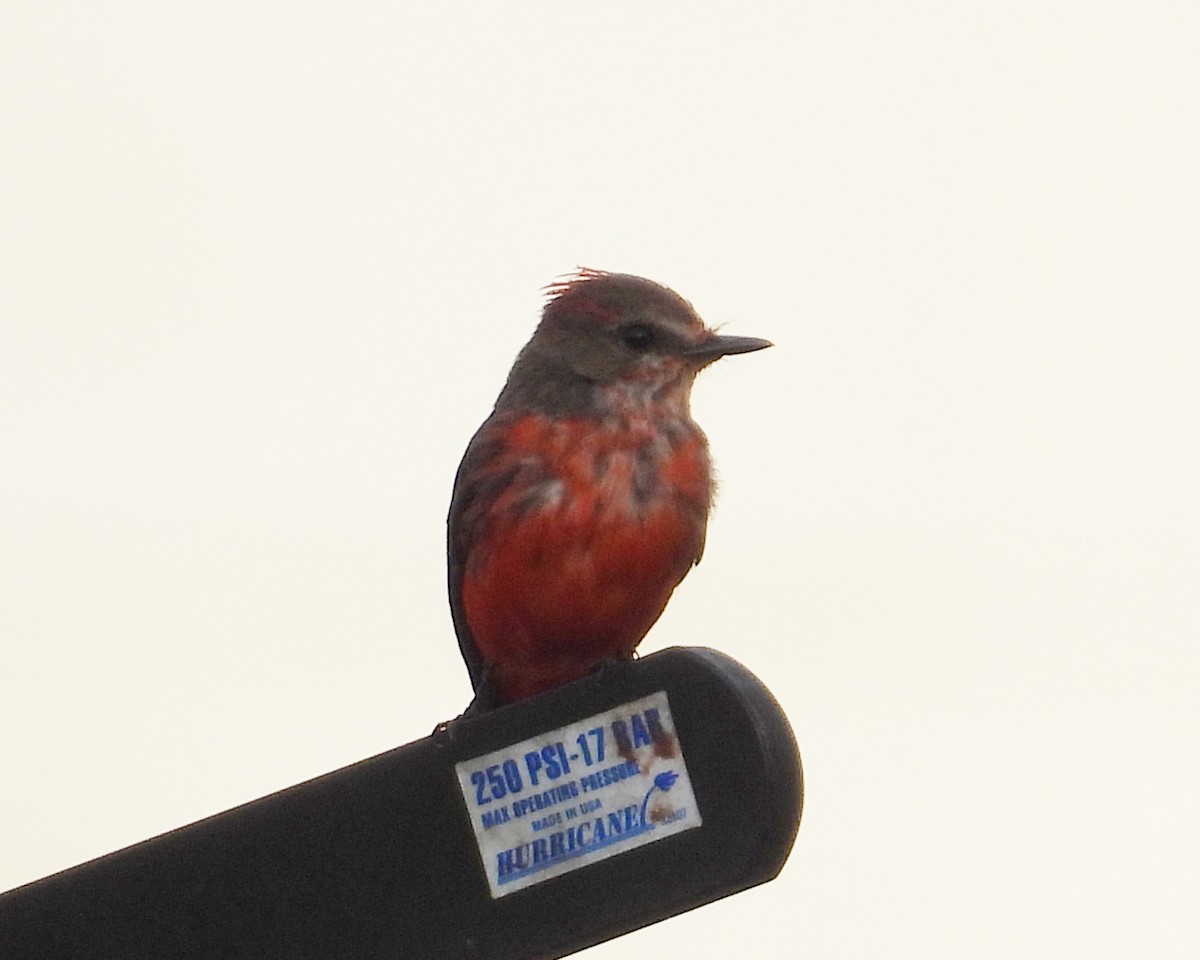 Vermilion Flycatcher (Austral) - ML636914789
