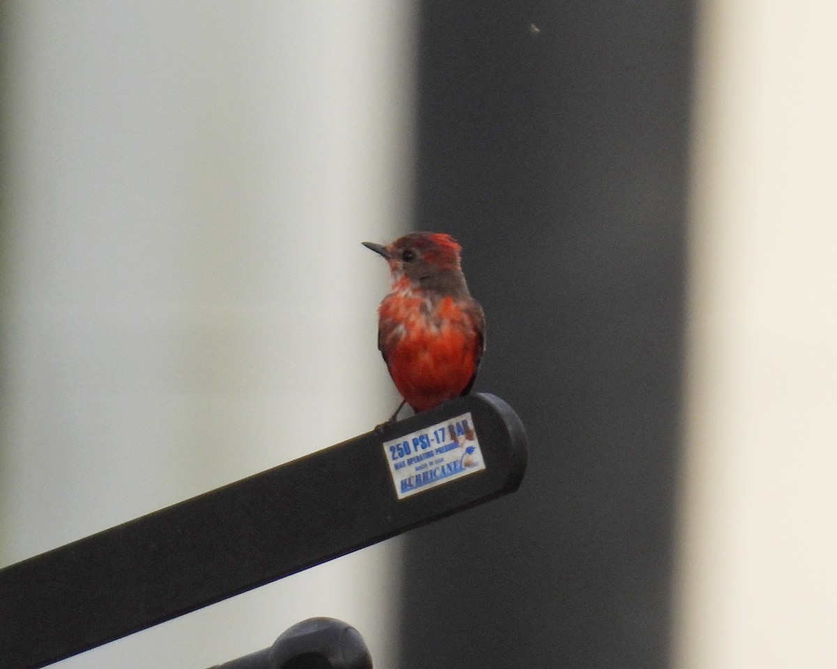Vermilion Flycatcher (Austral) - ML636914791