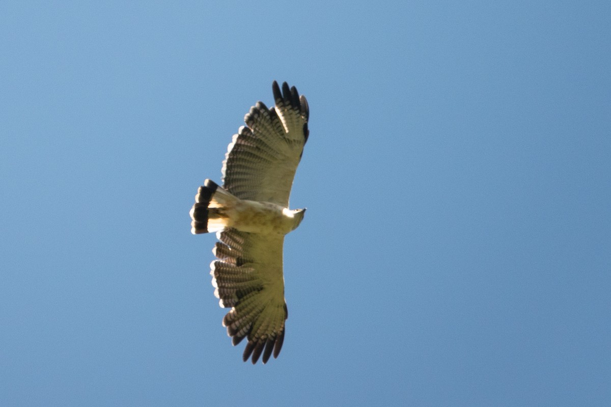 Gray-backed Hawk - ML636914837