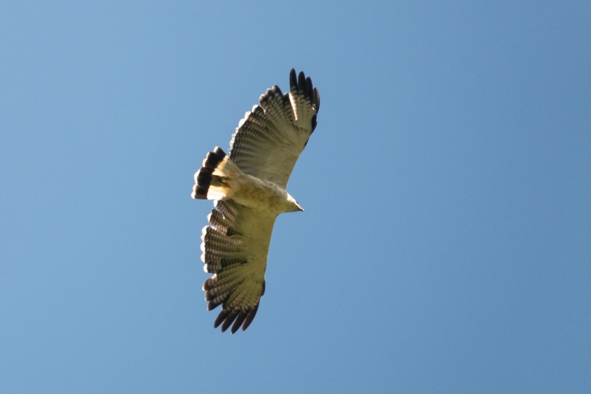 Gray-backed Hawk - ML636914838