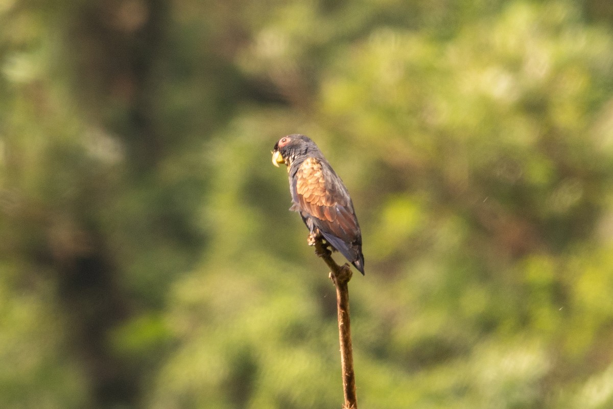 Bronze-winged Parrot - ML636914861