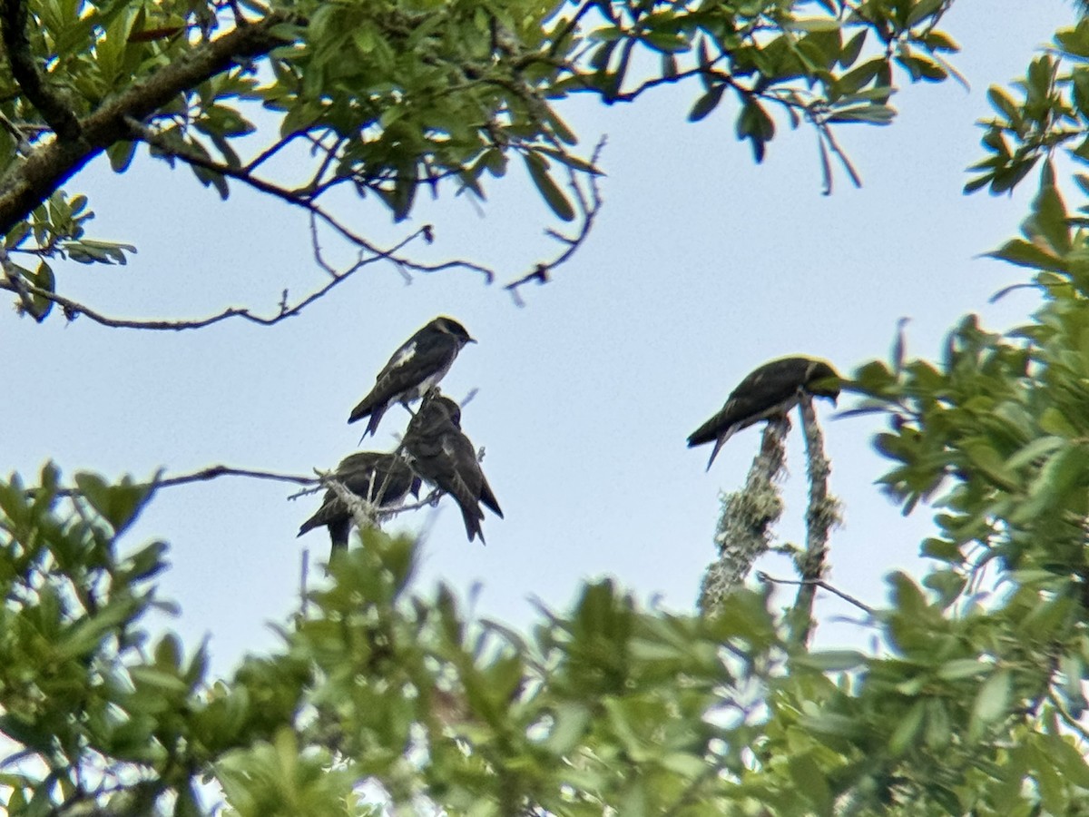 Purple Martin - ML636914889
