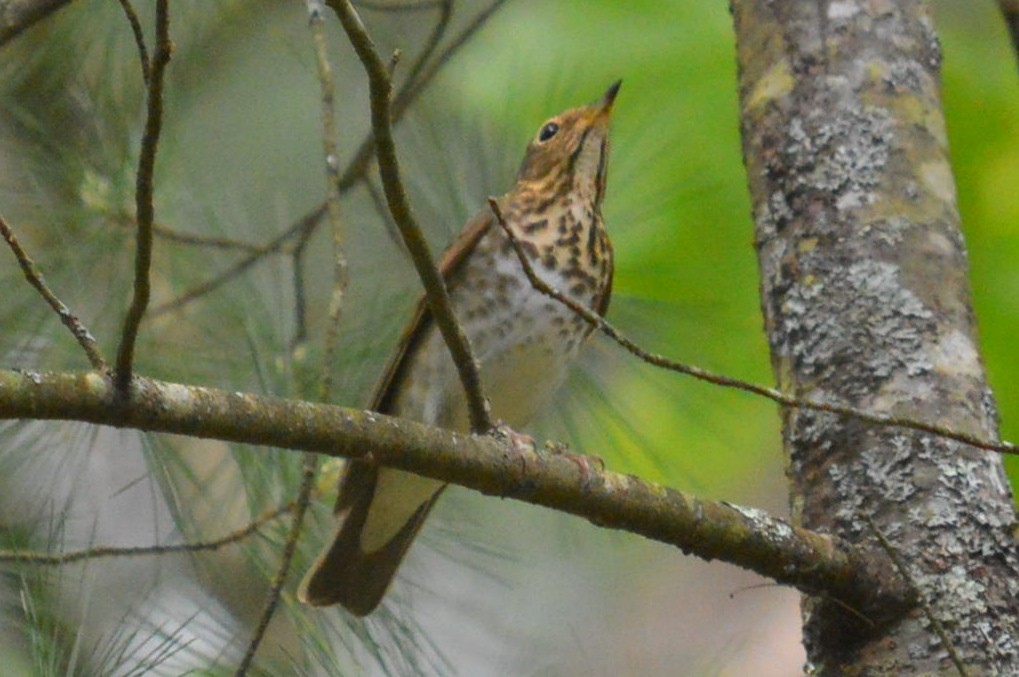 Catharus sp. - ML636914895